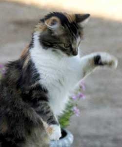 Como adiestrar a un gato Como adiestrar a un gato