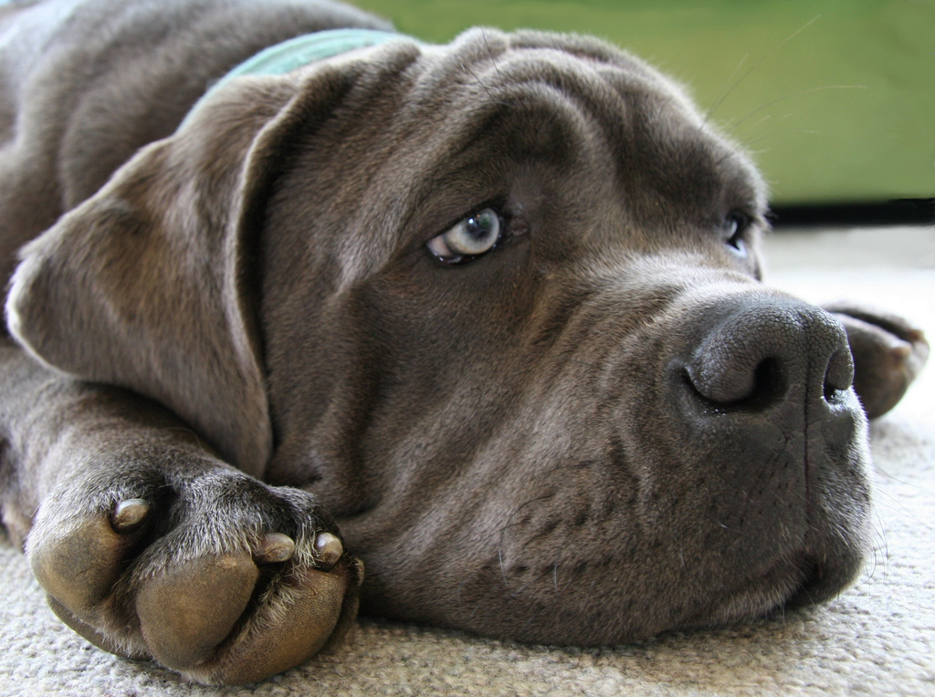 Pistas para detectar el dolor en tu mascota