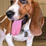La adolescencia en los perros es una transición, al igual que en otras especies (como los humanos).