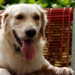 Puedes adoptar un cachorro, o darle a un animal mayor una segunda chance.