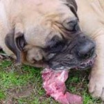 La dieta cruda consiste en alimentar a nuestros perros con una dieta similar a la que consumirían en la naturaleza