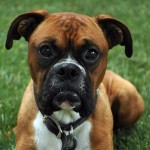 El boxer