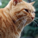 La edad de tu gato