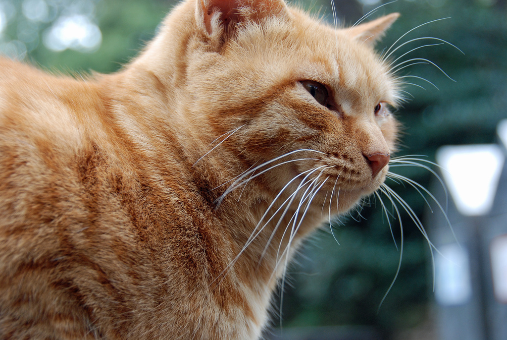 GATOS EDAD gatos edad: