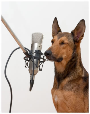 Los perros podrían comprender más de 200 palabras