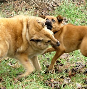 Jugando a pelear Jugando a pelear