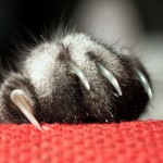 Cómo cortarle las uñas a un gato