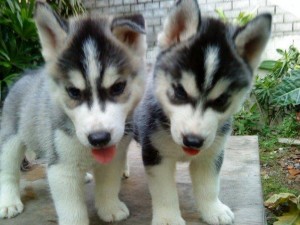 Tundra y Lobo Tundra y Lobo