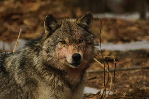 El lobo, antecesor del perro